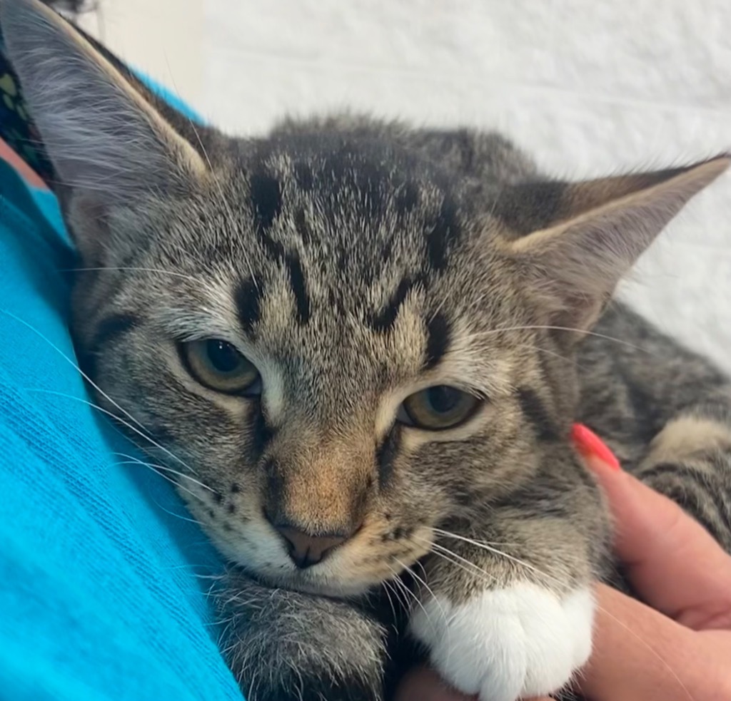 CHEVY, an adoptable Domestic Short Hair in Elizabethton, TN, 37643 | Photo Image 1