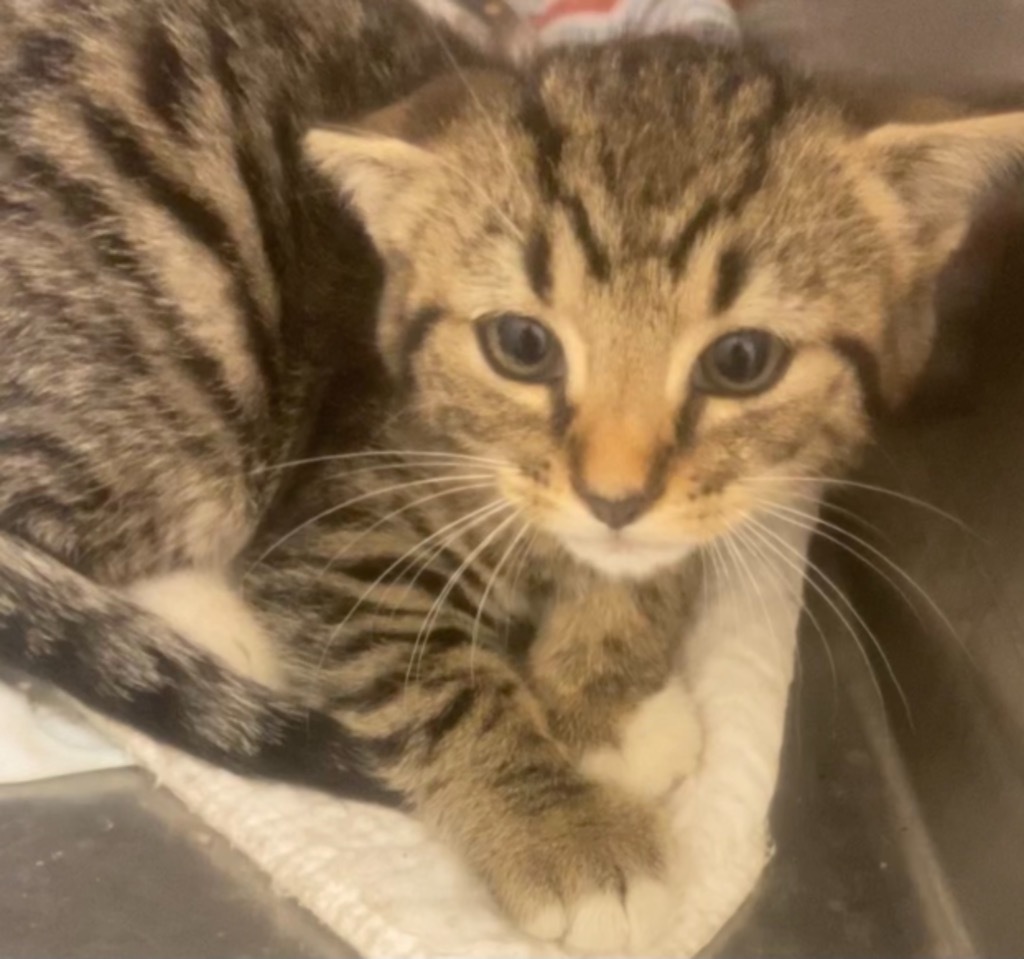 CHEVY, an adoptable Domestic Short Hair in Elizabethton, TN, 37643 | Photo Image 2