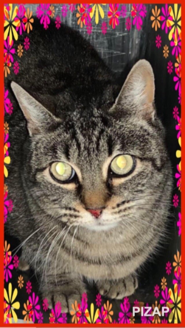 Stripes, an adoptable Domestic Short Hair in Fresno, CA, 93722 | Photo Image 1