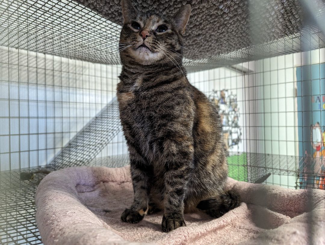 Majestic, an adoptable American Shorthair in Reeds Spring, MO, 65737 | Photo Image 1