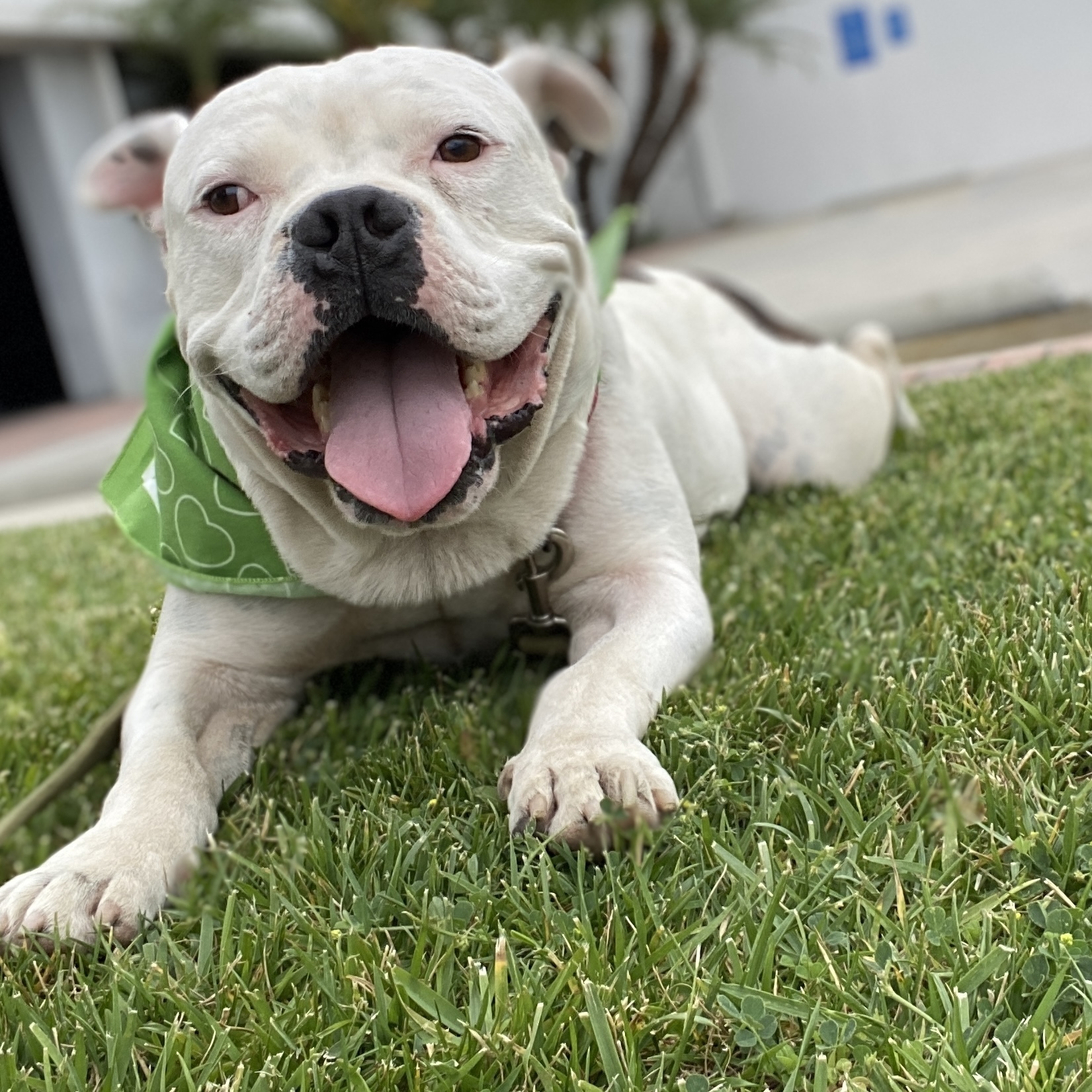 english bulldog smile