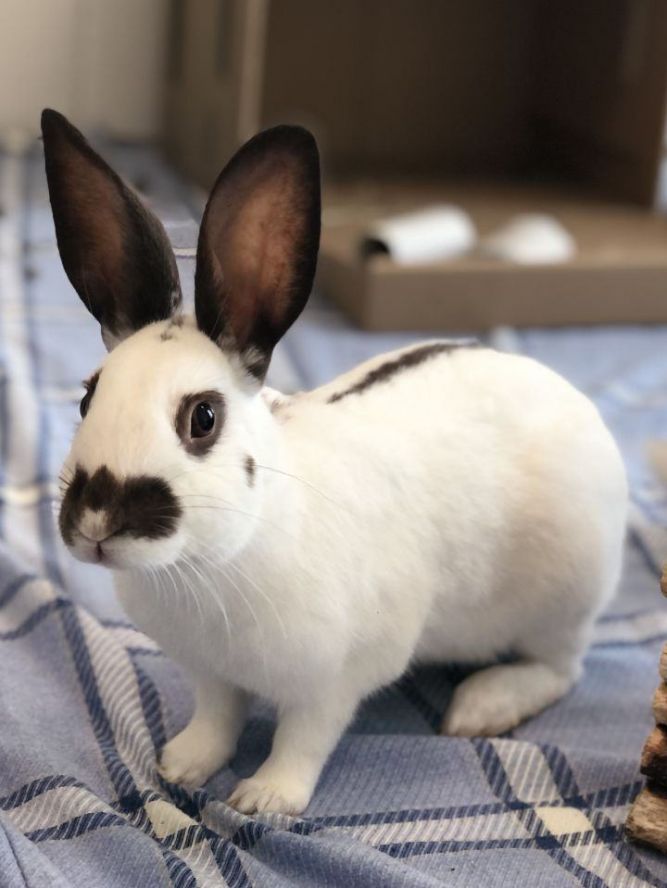 Rabbit for adoption - Axl Rose, an English Spot in New Westminster, BC |  Petfinder
