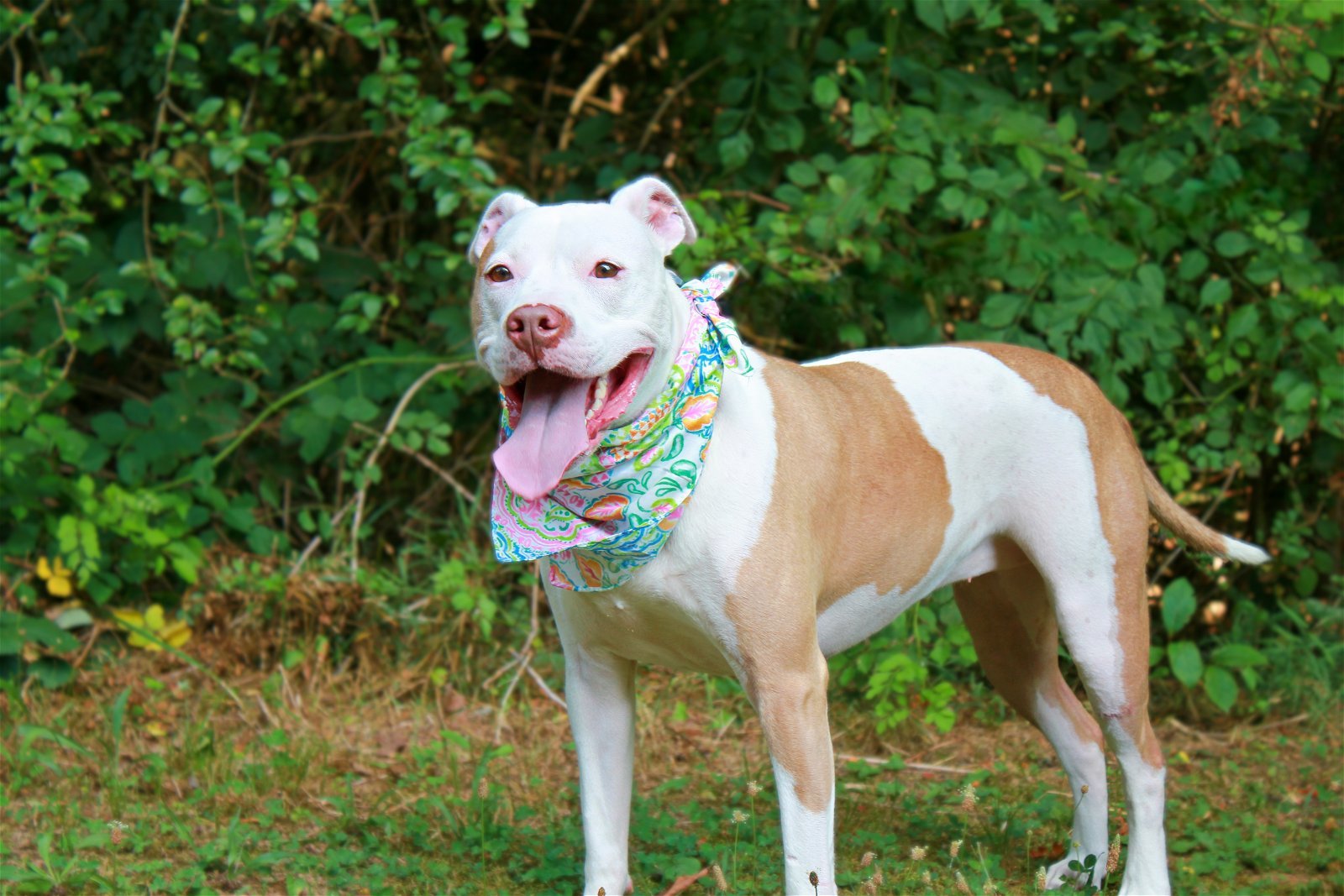 Ginger, an adoptable American Bulldog in Calhoun, GA, 30701 | Photo Image 1