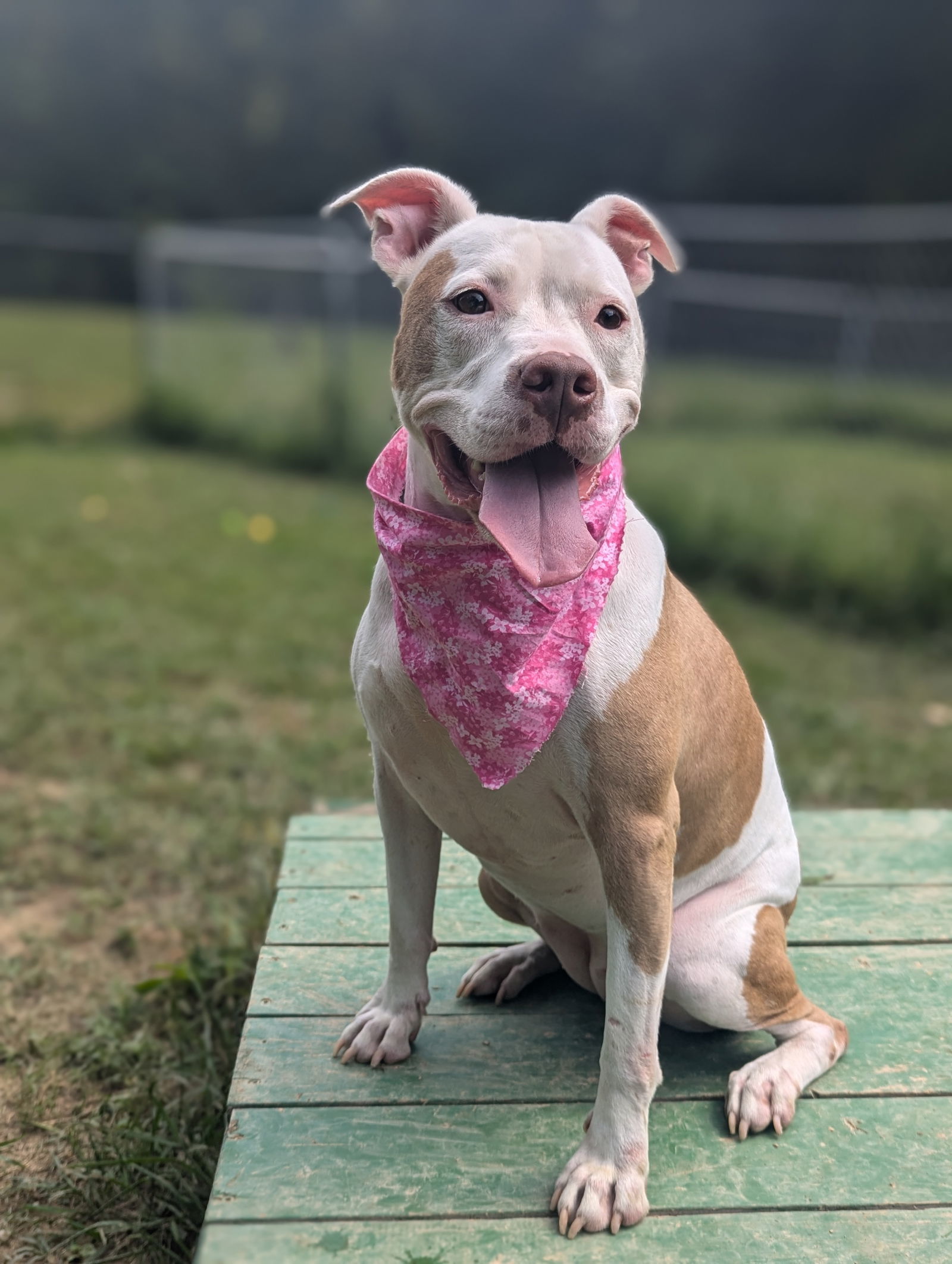 Ginger, an adoptable American Bulldog in Calhoun, GA, 30701 | Photo Image 1