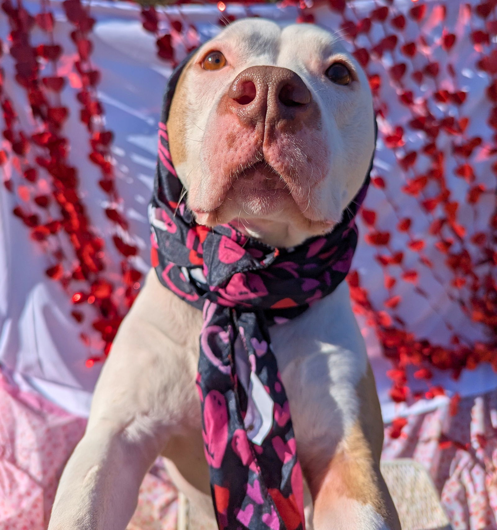 Ginger, an adoptable American Bulldog in Calhoun, GA, 30701 | Photo Image 1