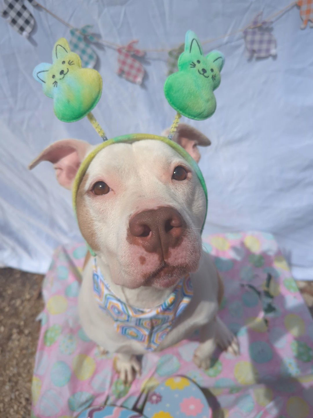 Ginger, an adoptable American Bulldog in Calhoun, GA, 30701 | Photo Image 1