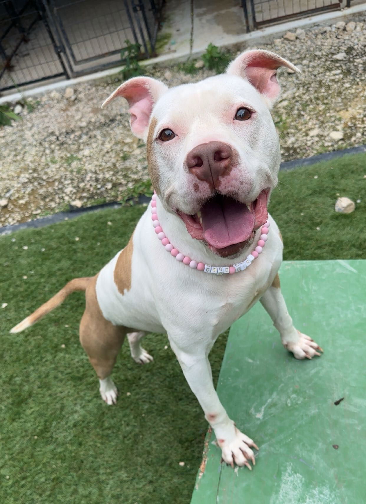 Ginger, an adoptable American Bulldog in Calhoun, GA, 30701 | Photo Image 1