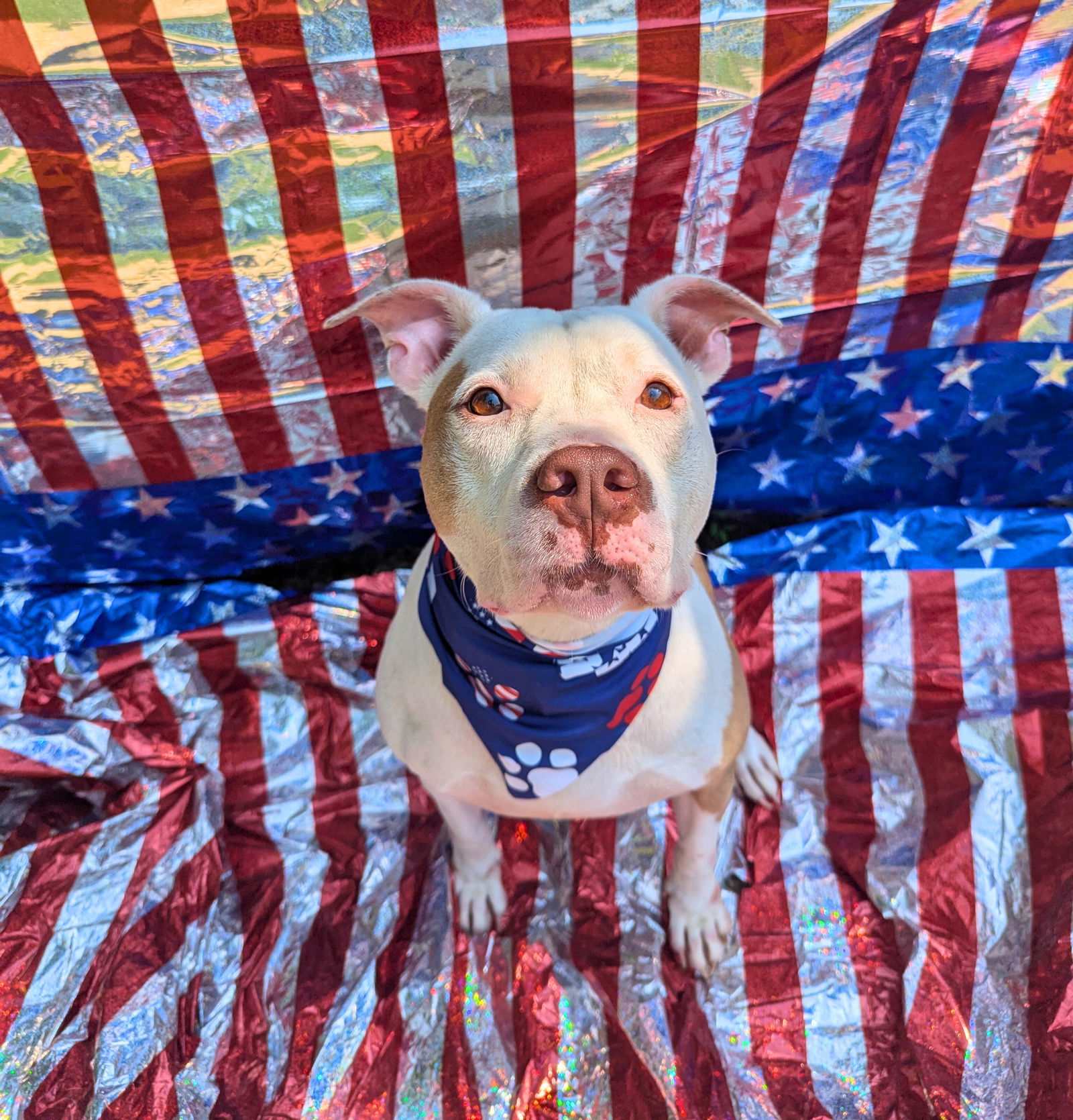 Ginger, an adoptable American Bulldog in Calhoun, GA, 30701 | Photo Image 1