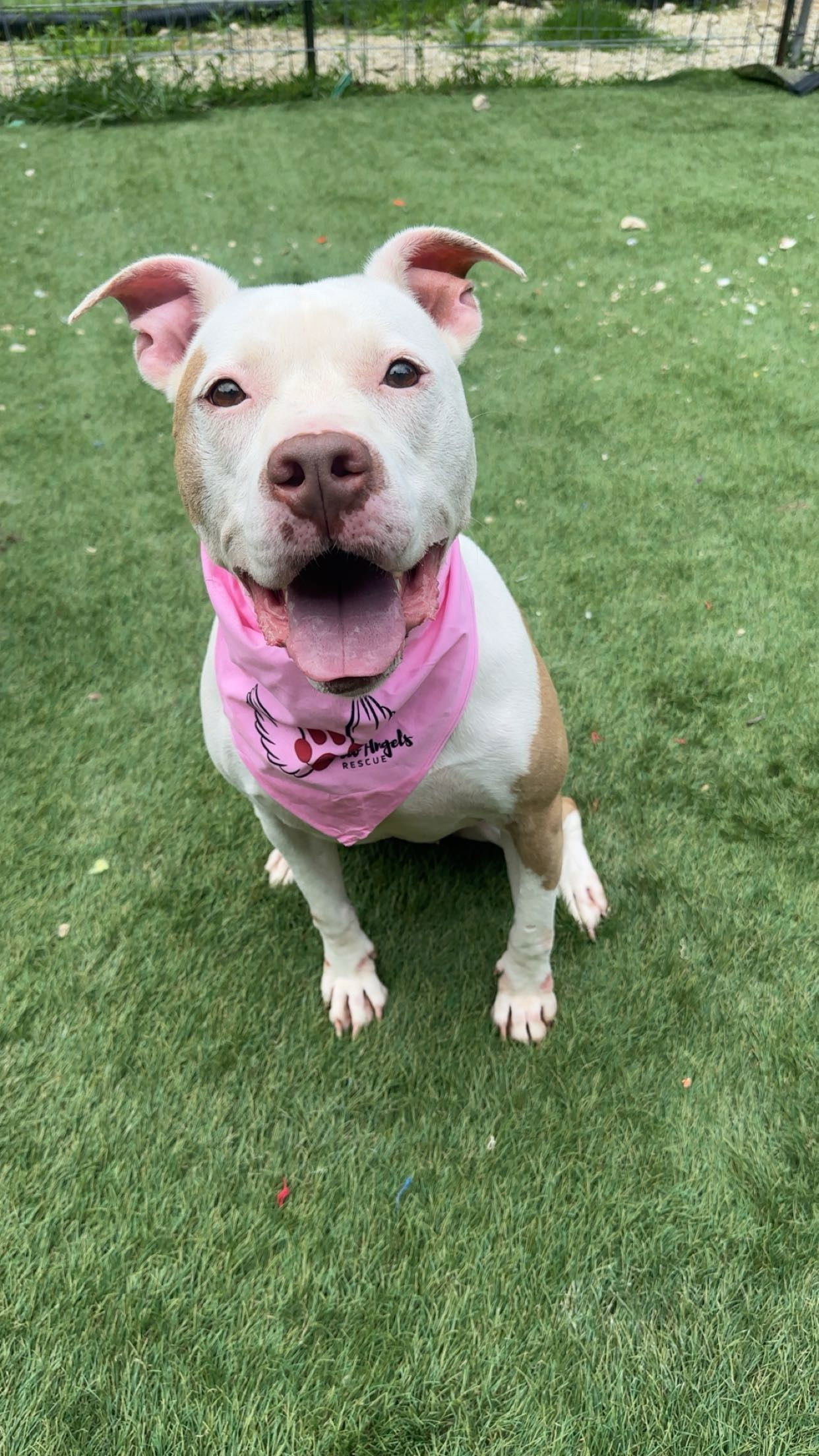 Ginger, an adoptable American Bulldog in Calhoun, GA, 30701 | Photo Image 1