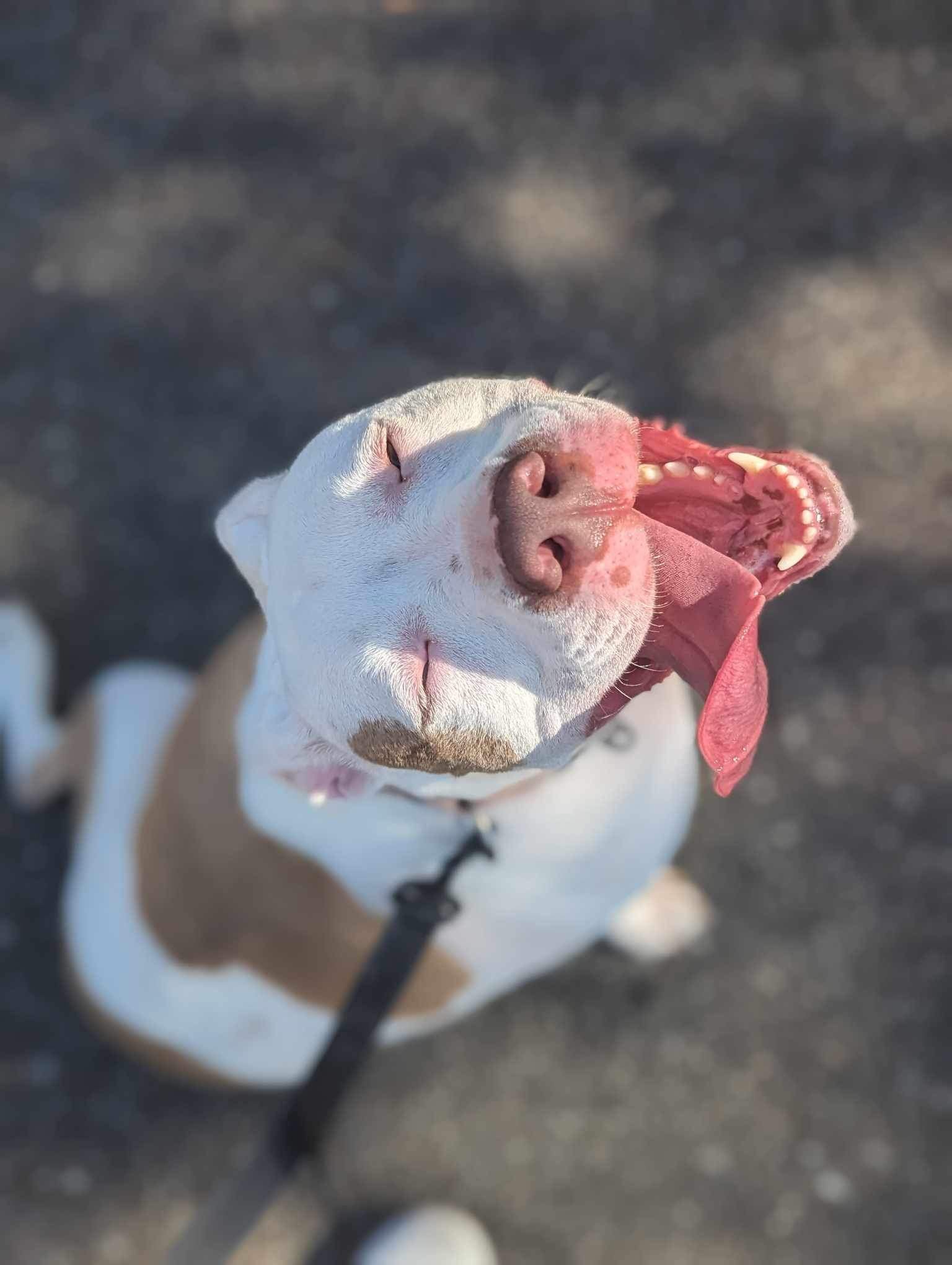 Ginger, an adoptable American Bulldog in Calhoun, GA, 30701 | Photo Image 2