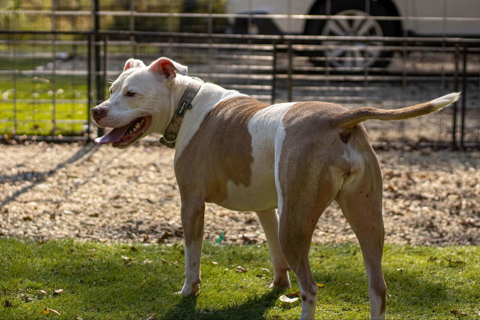 Ginger, an adoptable American Bulldog in Calhoun, GA, 30701 | Photo Image 2