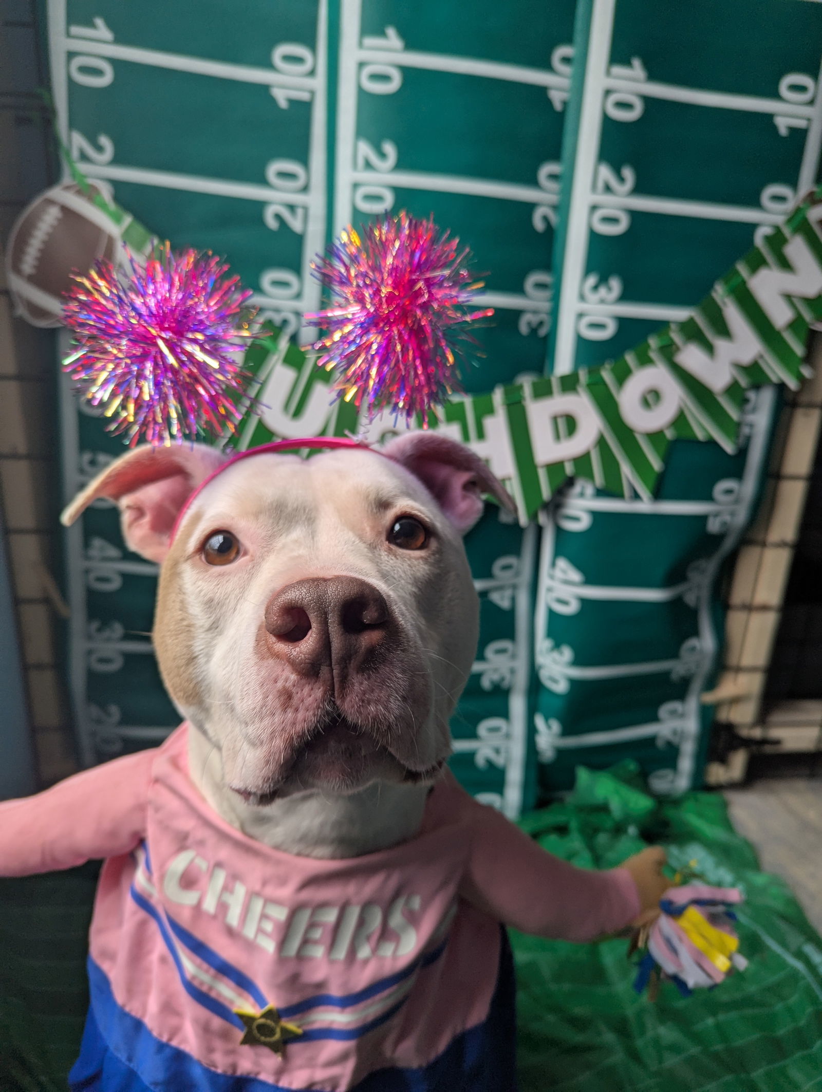 Ginger, an adoptable American Bulldog in Calhoun, GA, 30701 | Photo Image 2