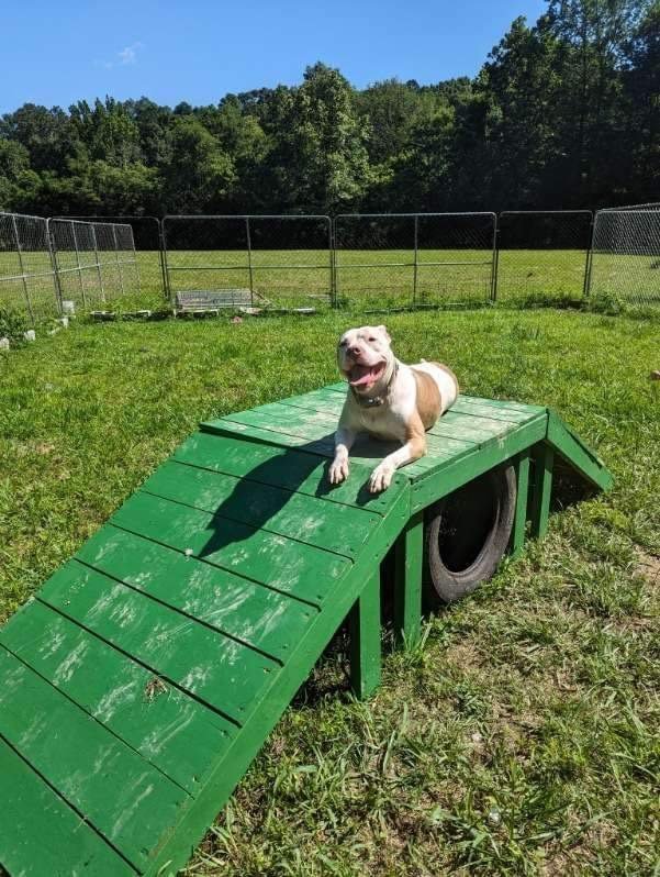 Ginger, an adoptable American Bulldog in Calhoun, GA, 30701 | Photo Image 3