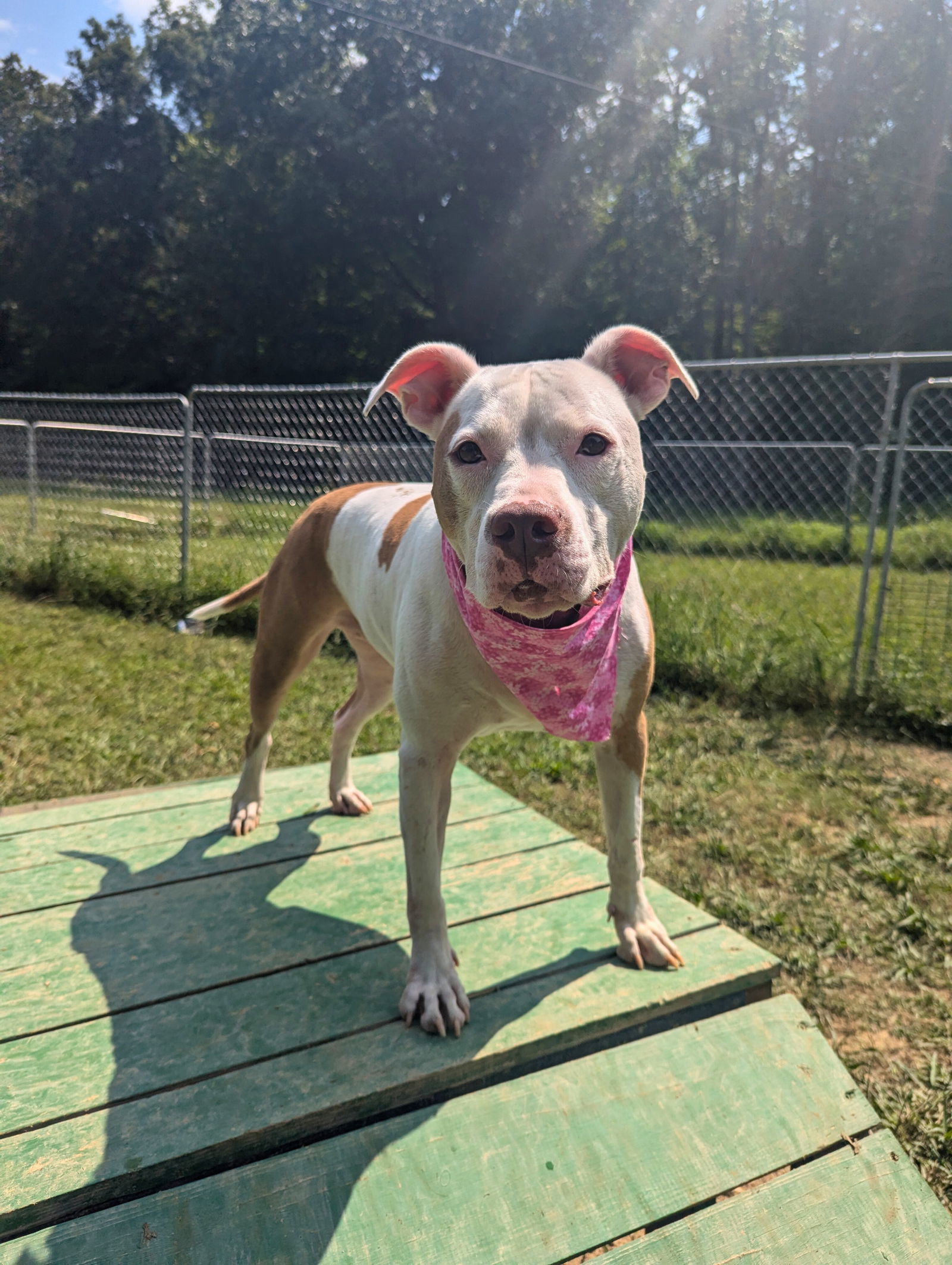 Ginger, an adoptable American Bulldog in Calhoun, GA, 30701 | Photo Image 3