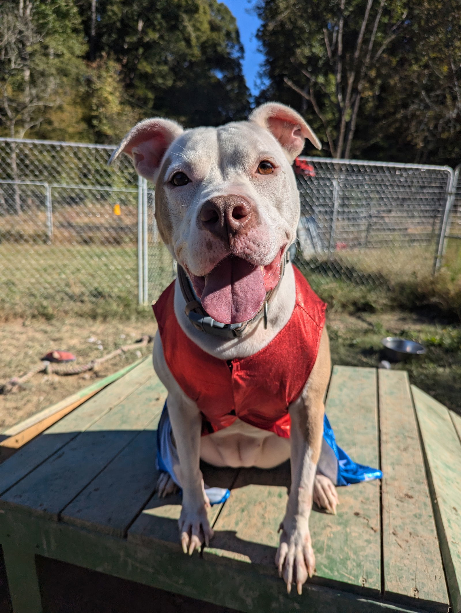 Ginger, an adoptable American Bulldog in Calhoun, GA, 30701 | Photo Image 3