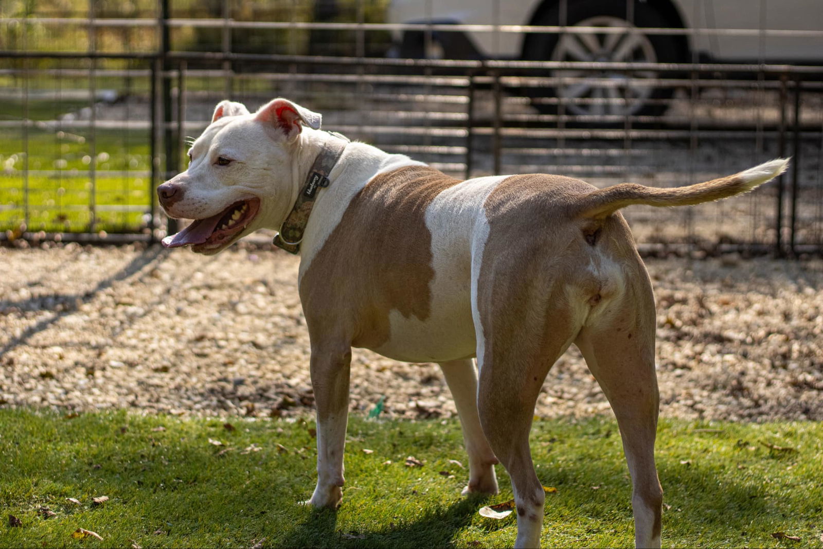 Ginger, an adoptable American Bulldog in Calhoun, GA, 30701 | Photo Image 3