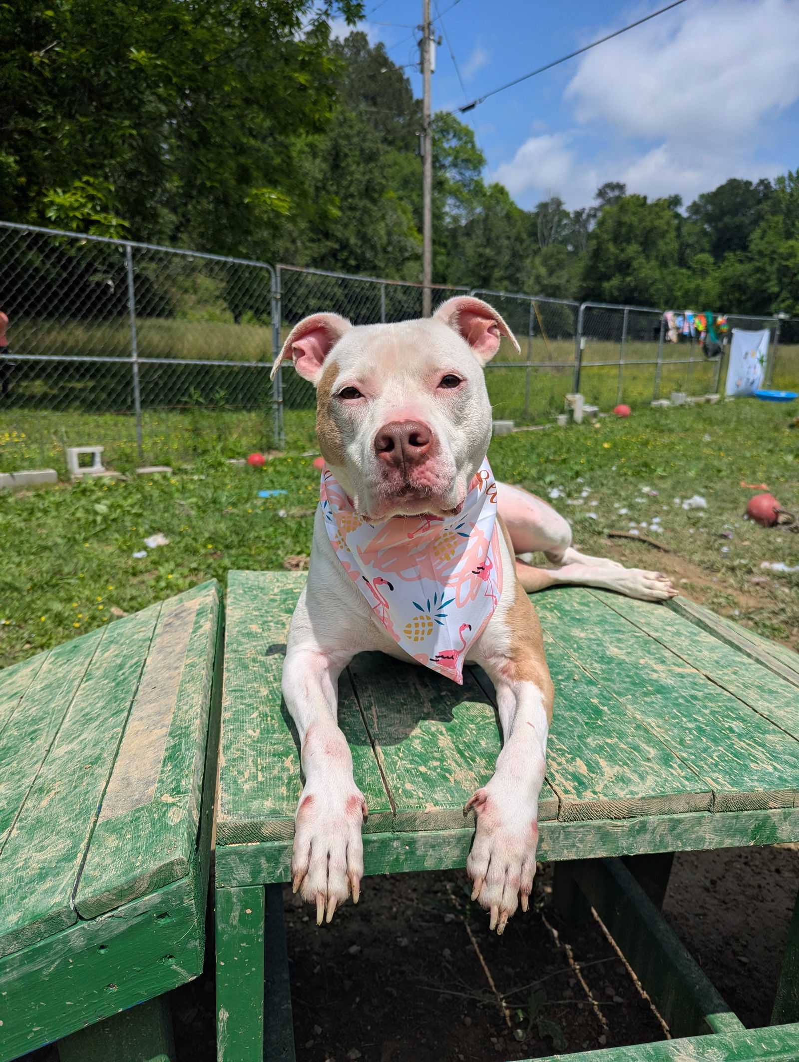 Ginger, an adoptable American Bulldog in Calhoun, GA, 30701 | Photo Image 3