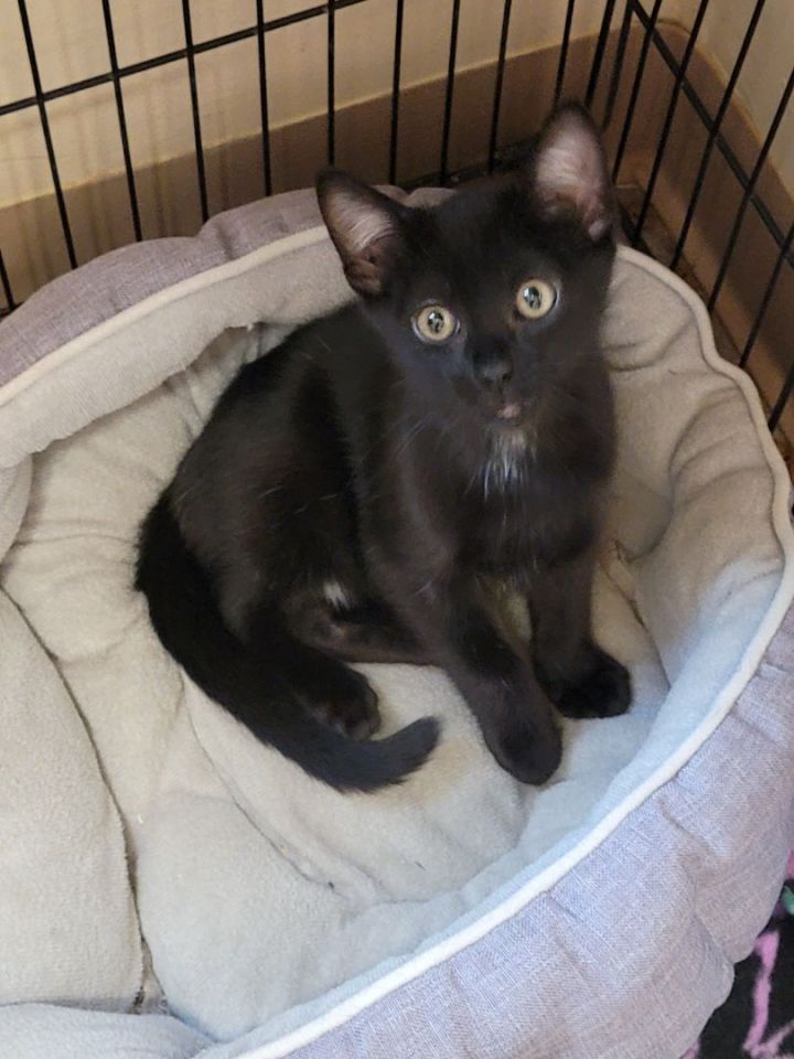 Able, an adopted Domestic Short Hair Mix in Madras, OR_image-2