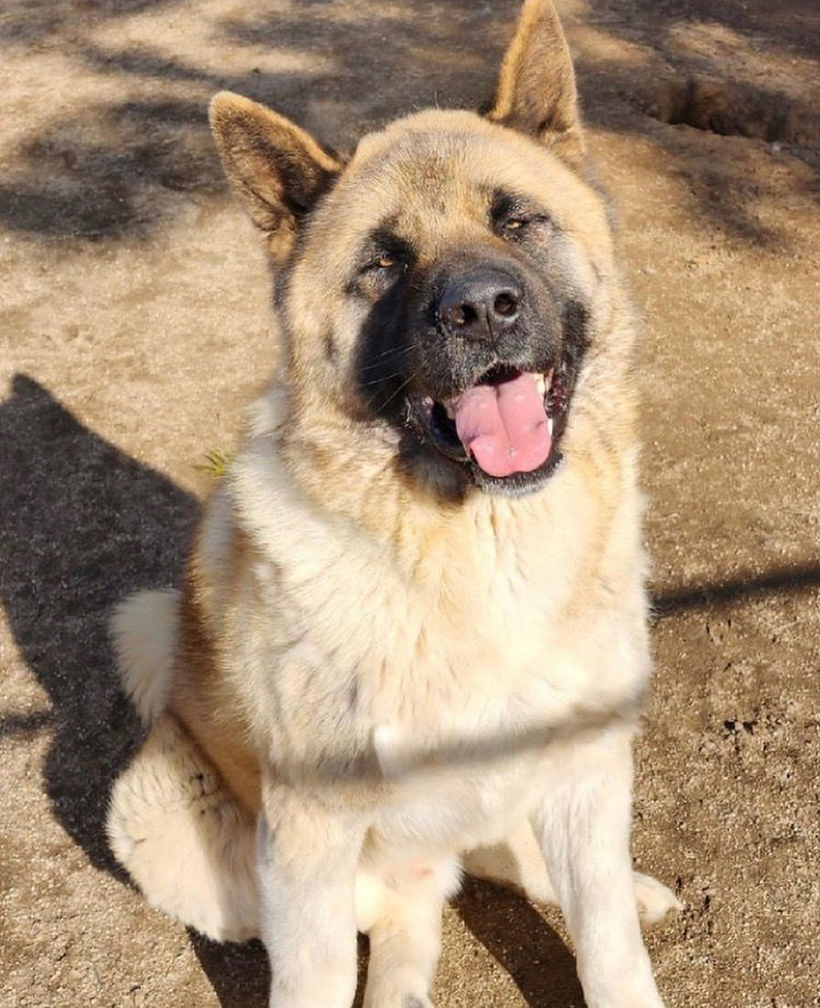 Formoso, an adoptable Akita in Romoland, CA, 92585 | Photo Image 1