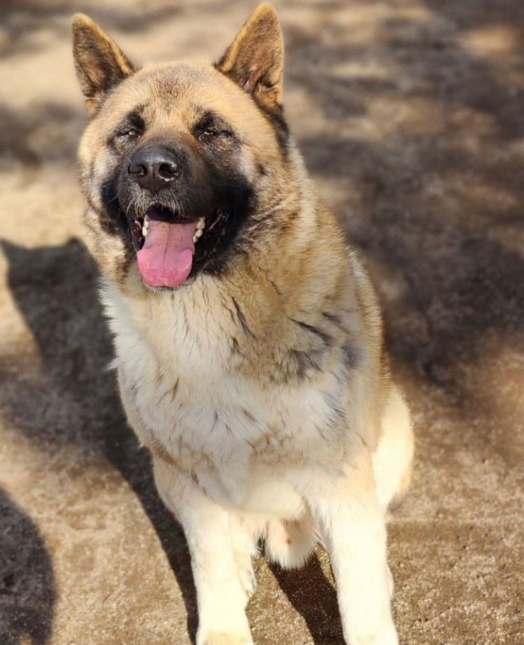 Formoso, an adoptable Akita in Romoland, CA, 92585 | Photo Image 2