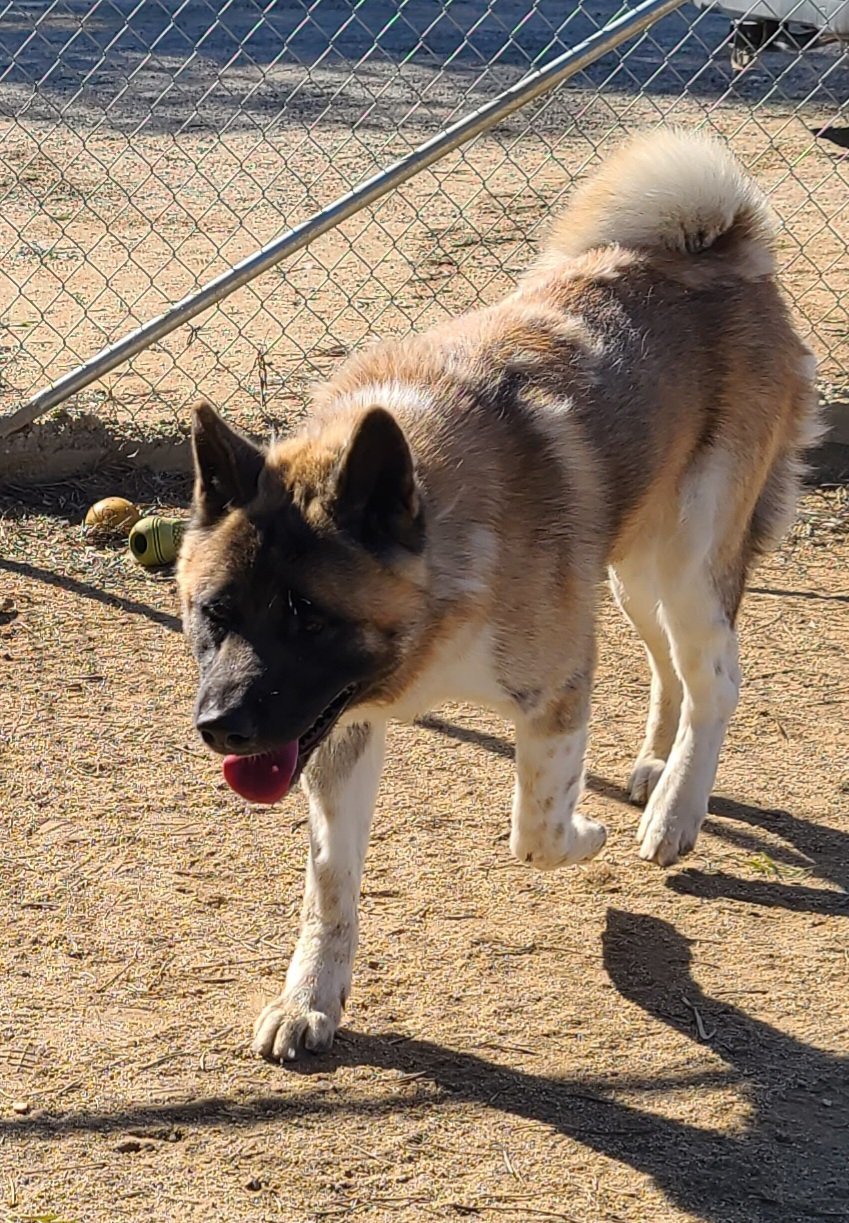 Formoso, an adoptable Akita in Romoland, CA, 92585 | Photo Image 3