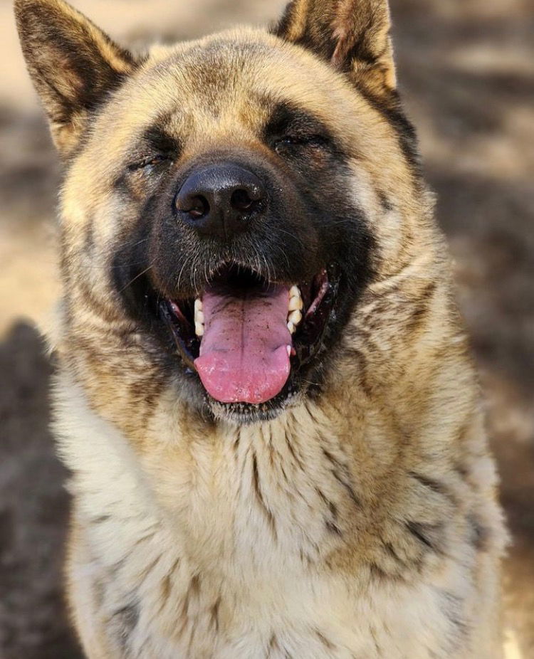 Formoso, an adoptable Akita in Romoland, CA, 92585 | Photo Image 3