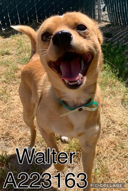 WALTER