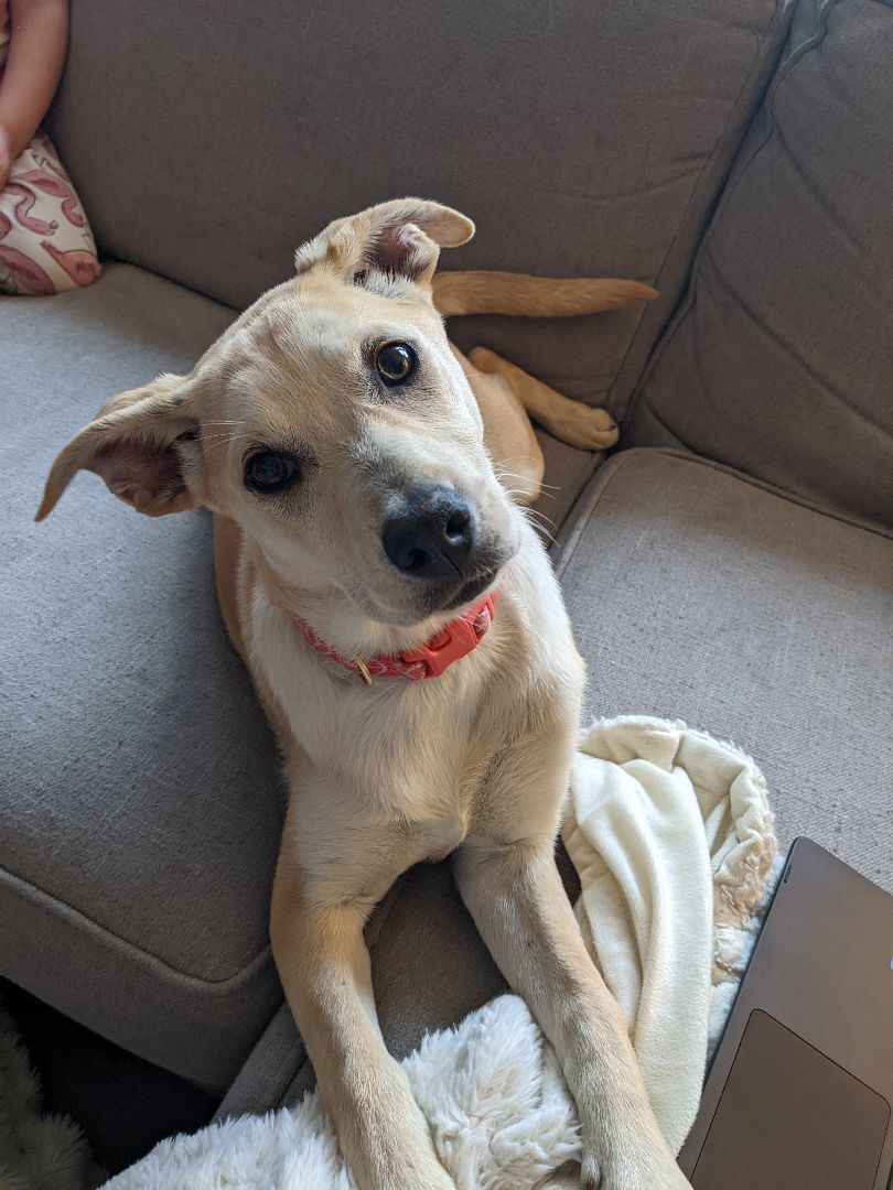 Lucy the Shepherd Cur Mix Puppy