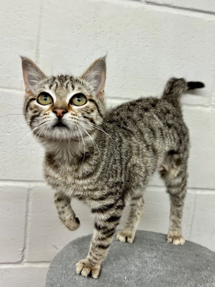 Zoe , an adopted Tabby & Domestic Short Hair Mix in Uvalde, TX_image-4
