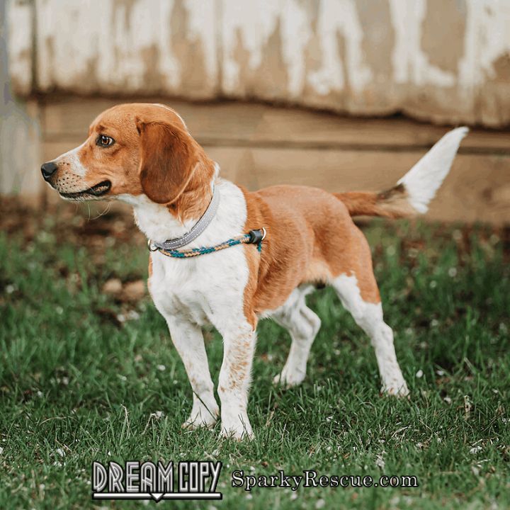 Jackson, an adoptable Beagle & Terrier Mix in Owensboro, KY_image-5