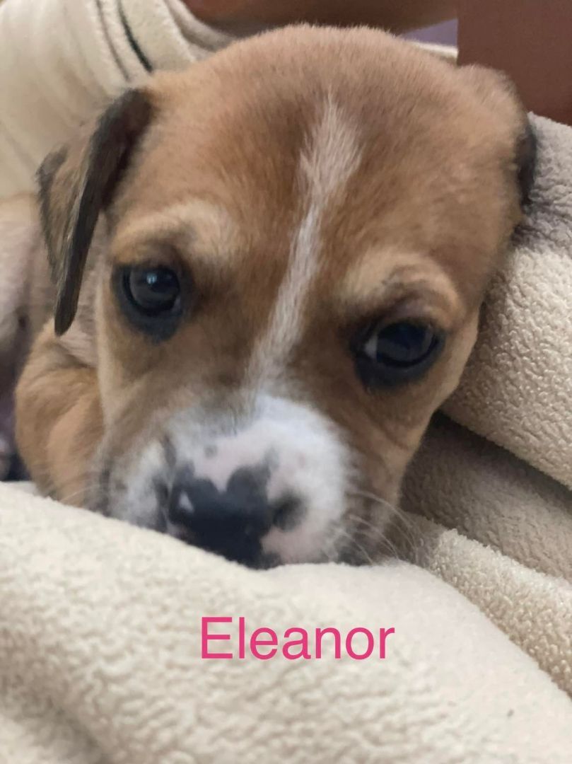 ELEANOR, an adoptable Labrador Retriever in Madisonville, LA, 70447 | Photo Image 1