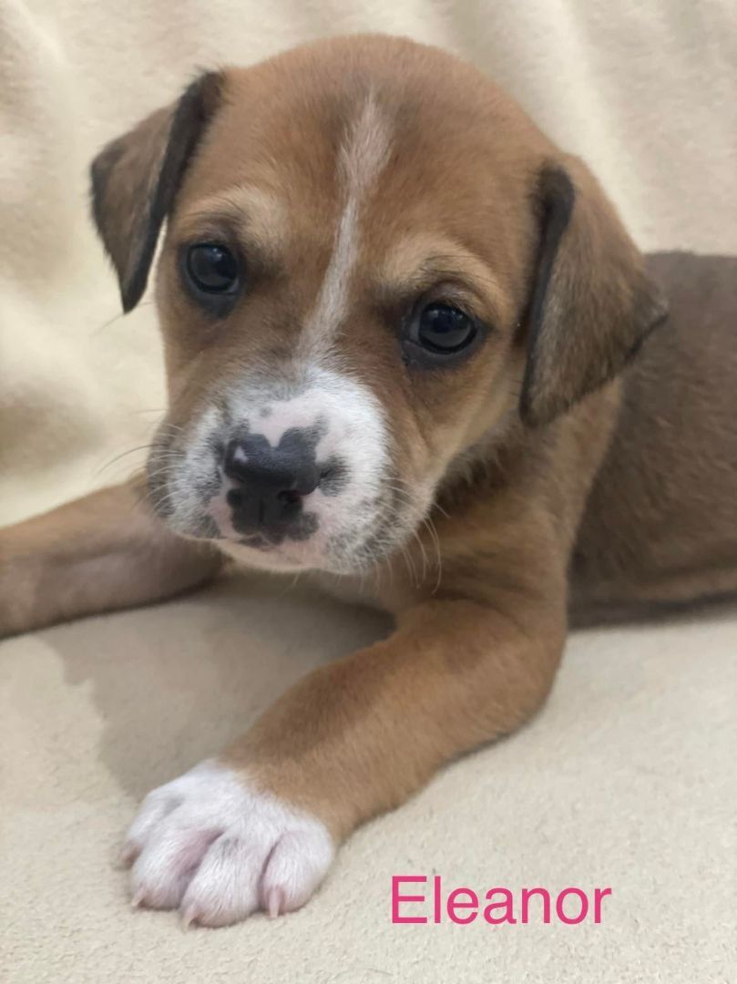 ELEANOR, an adoptable Labrador Retriever in Madisonville, LA, 70447 | Photo Image 3