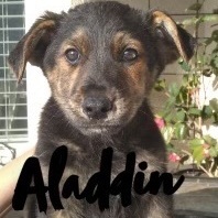 Aladdin, an adoptable Shepherd in Las Vegas, NV, 89129 | Photo Image 2