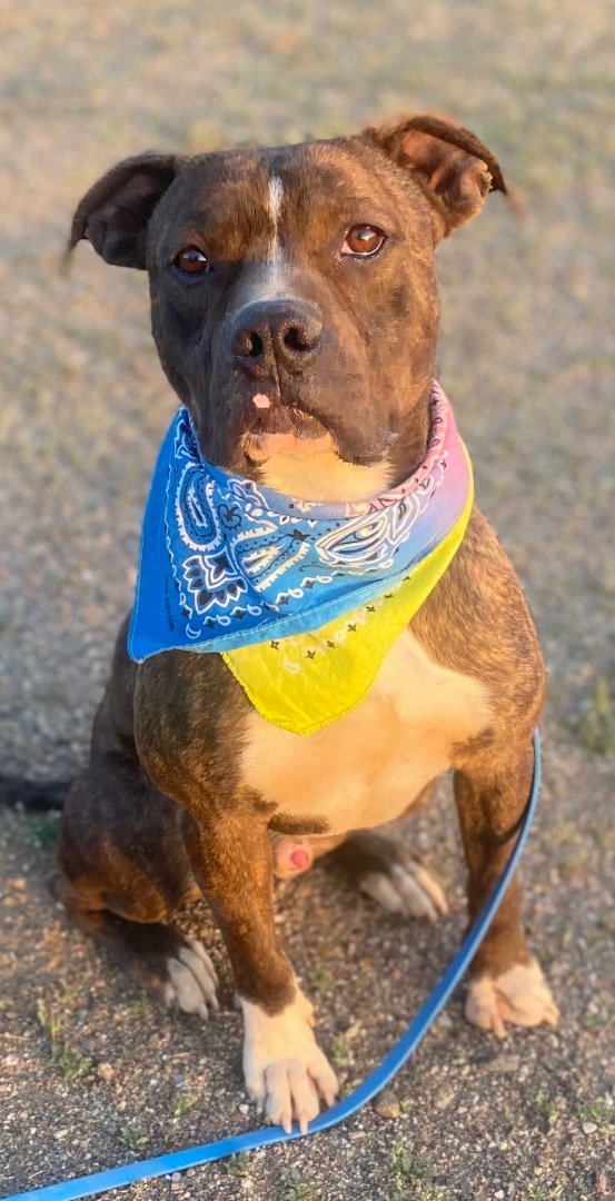 Adorable Tanner Boxer mix