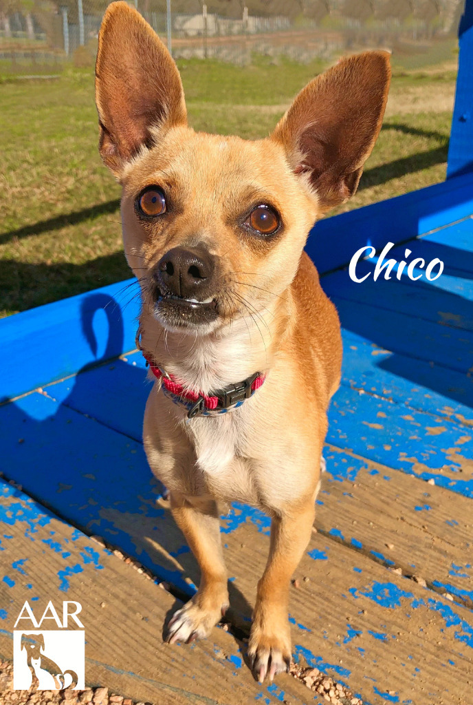 Chico