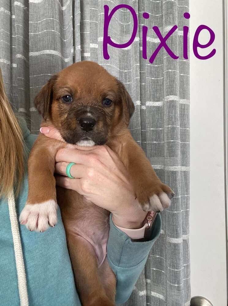 Pixie