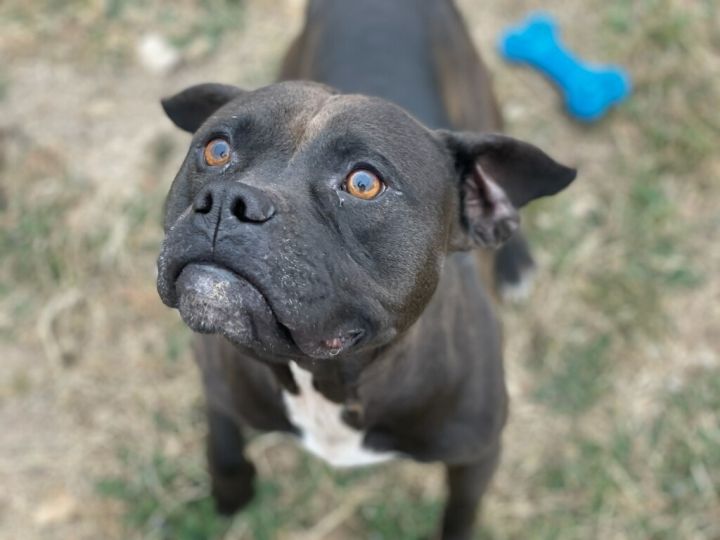 Dutton, an adoptable Pit Bull Terrier in Clifton, TX_image-2