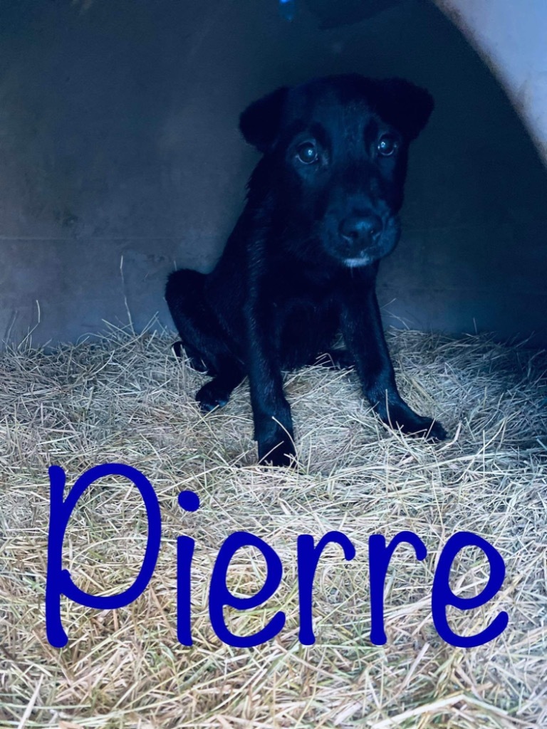 Pierre