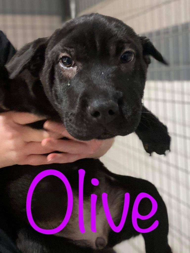 Olive