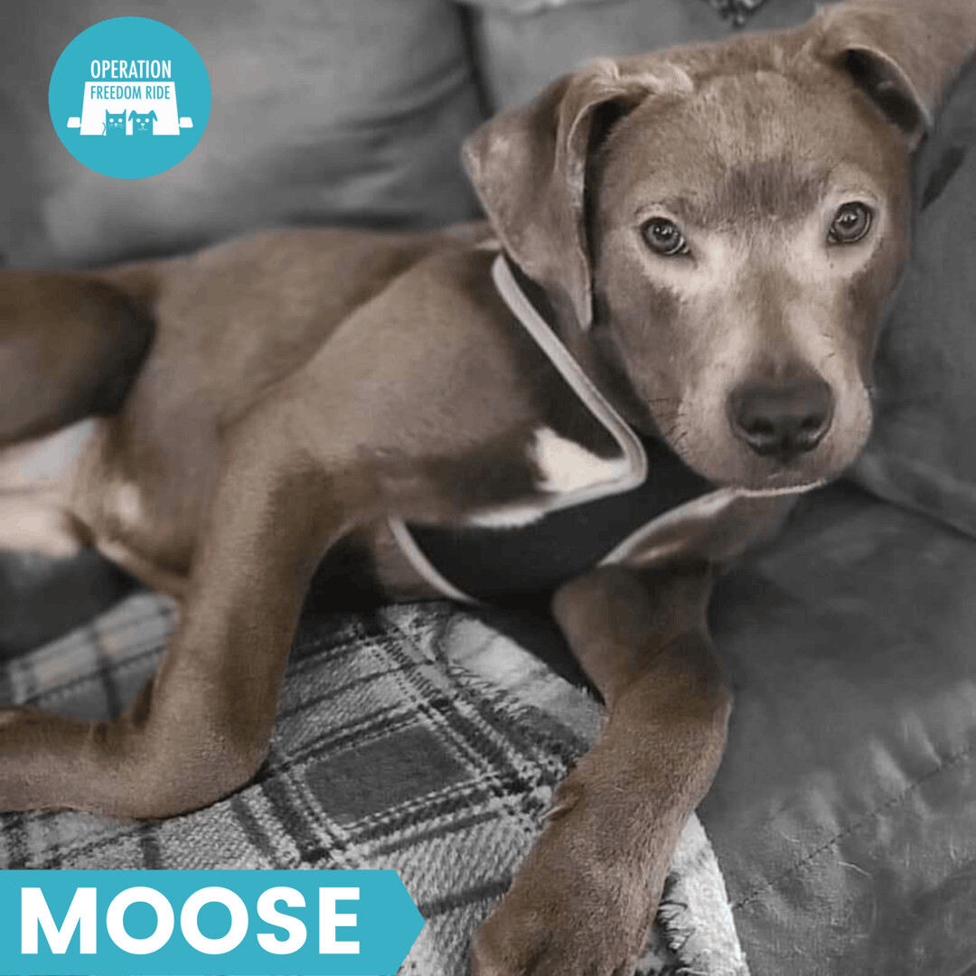 Moose