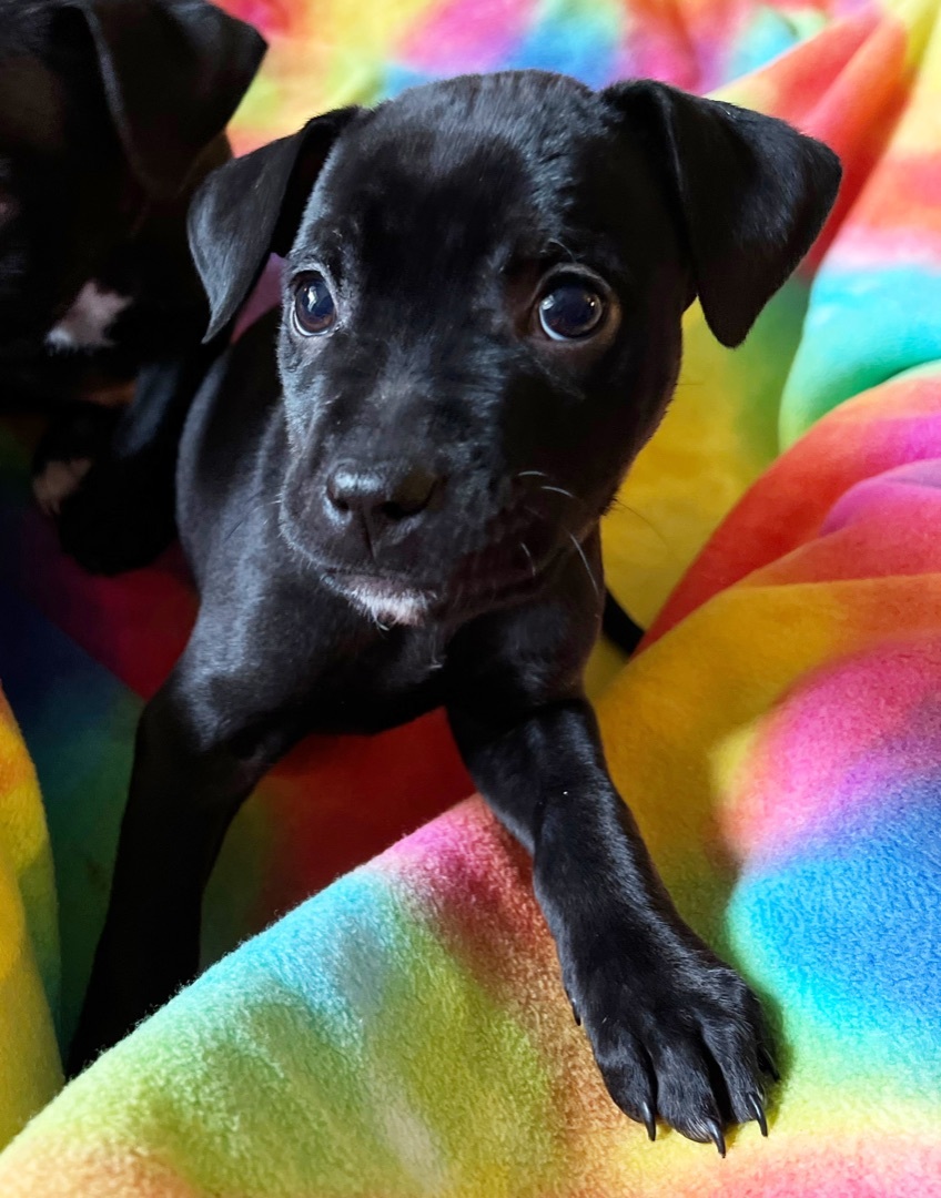 Violet (Rainbow litter)