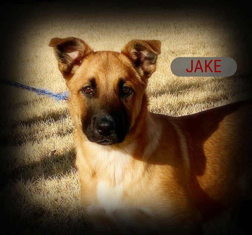 Jake