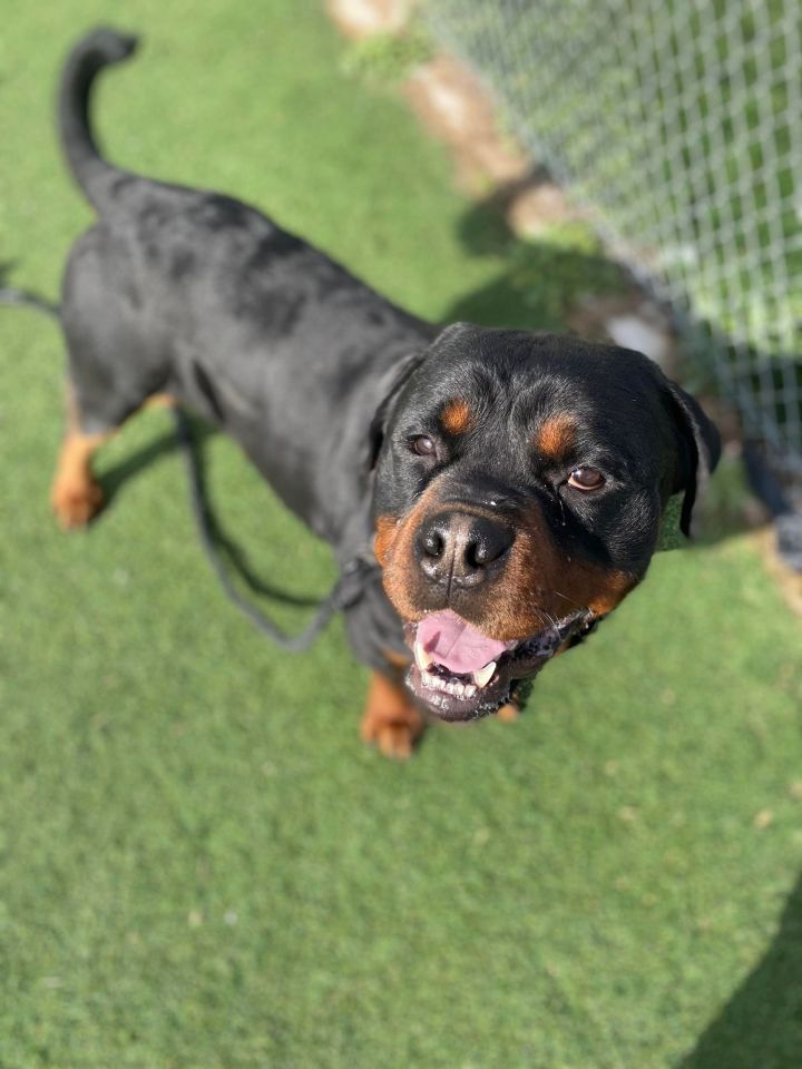 are rottweilers goofy