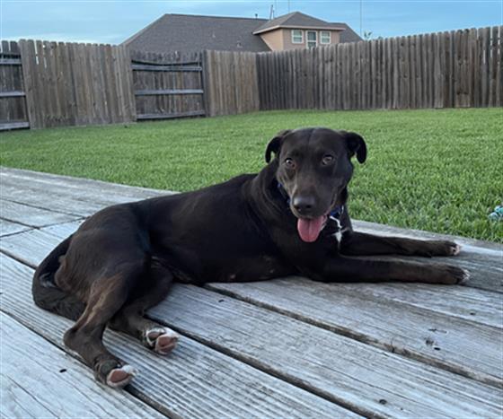 GIA, an adoptable Labrador Retriever, Mixed Breed in Rosenberg, TX, 77471 | Photo Image 1