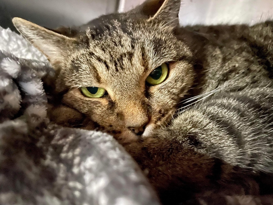 Cat for adoption Tazzy, a Domestic Short Hair in Myrtle Beach, SC