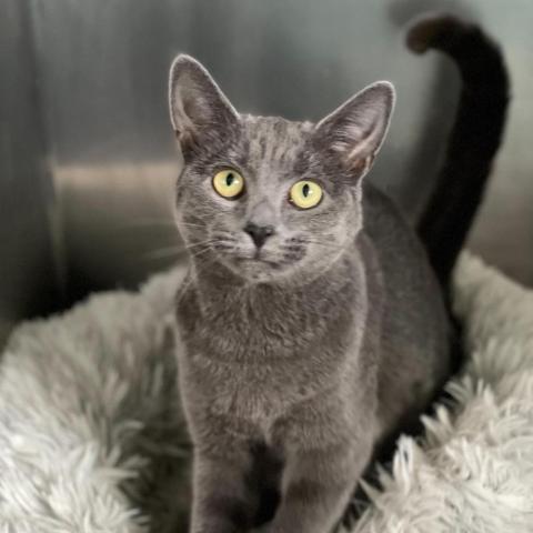 Denise, an adoptable Domestic Short Hair in Franklin , IN, 46131 | Photo Image 1