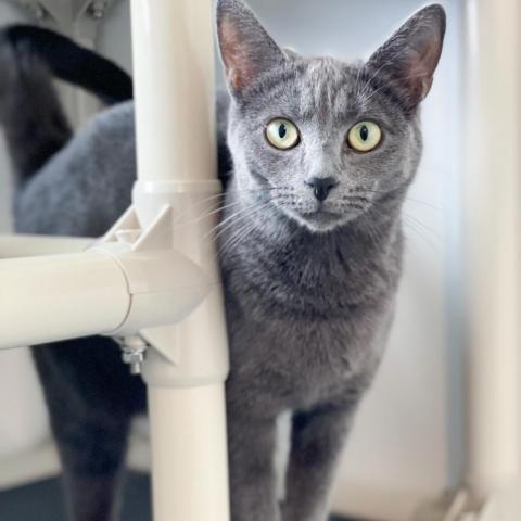 Denise, an adoptable Domestic Short Hair in Franklin , IN, 46131 | Photo Image 2