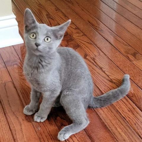 Denise, an adoptable Domestic Short Hair in Franklin , IN, 46131 | Photo Image 3