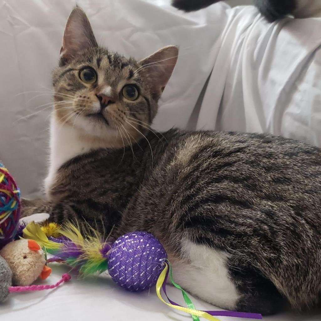 Wakko, an adoptable Domestic Short Hair in Franklin , IN, 46131 | Photo Image 1
