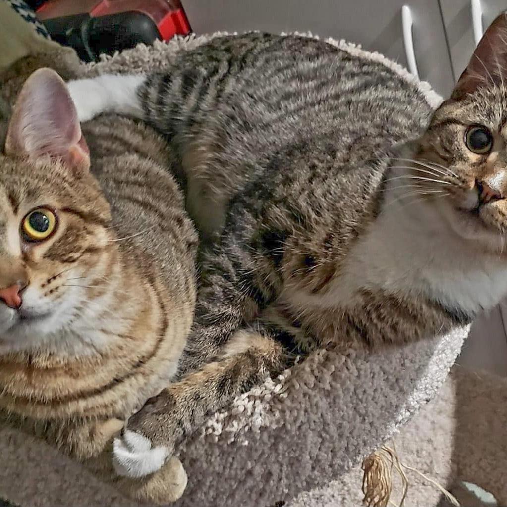 Wakko, an adoptable Domestic Short Hair in Franklin , IN, 46131 | Photo Image 2